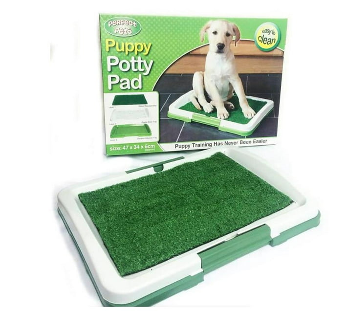 Someone’s in a Makro Puppy Dog Toilet Training Kit-Puppy Potty Pad Mood