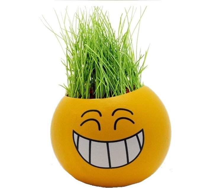 Umlozi Grass Head Seed (10 g) Makro