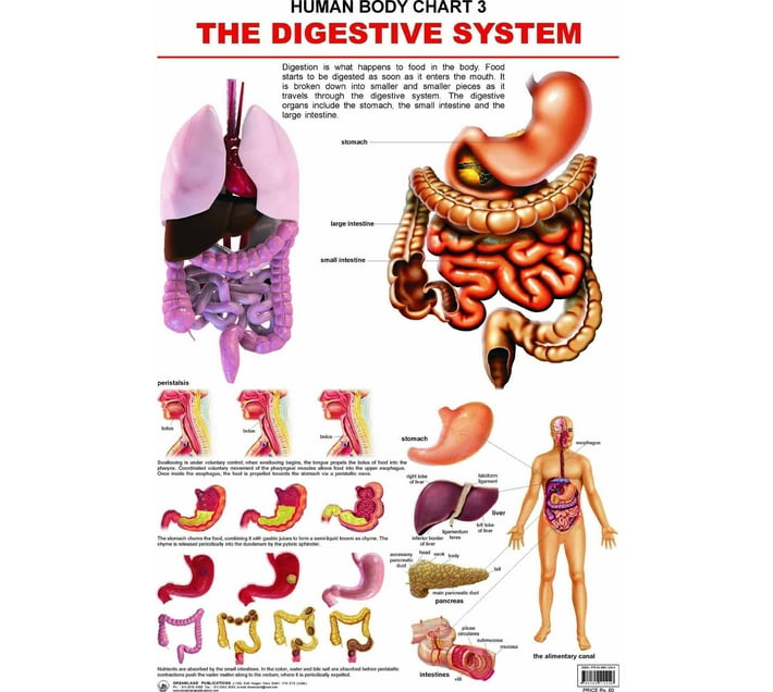 Someone’s in a Makro The Digestive System Wall Chart (Human Body Chart ...