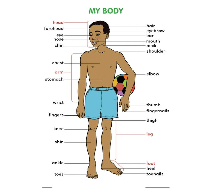 My body (Wallchart) | Makro